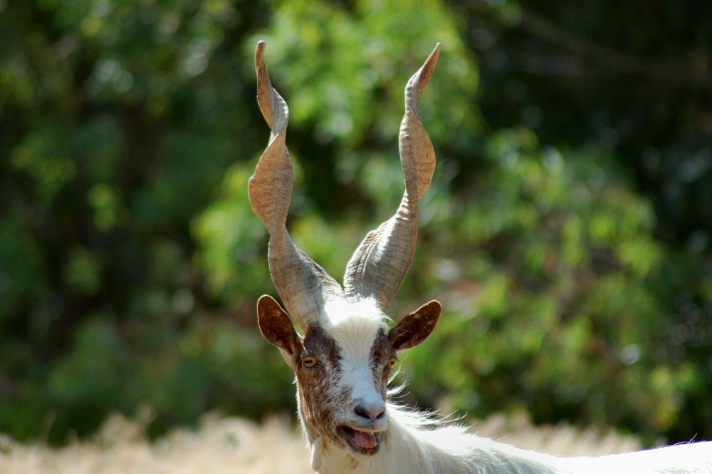 Transumanze