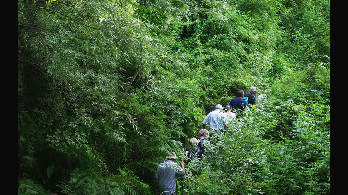 Un’Amazzonia in Calabria