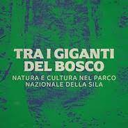 Tra i giganti del bosco